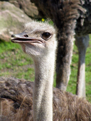 vogel strauß