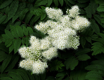 Weißer Blumenkristall