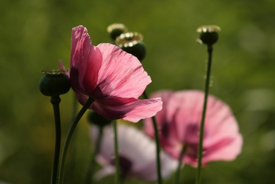 klatschmohn ...2...