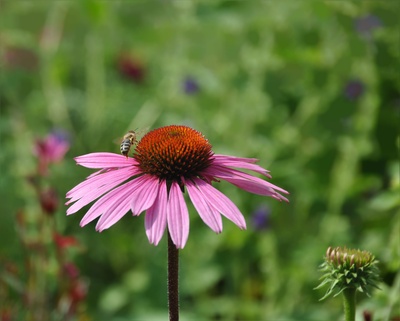 Echinacea  mit  Biene