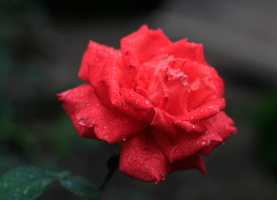 Rote Rosen sehen anders aus