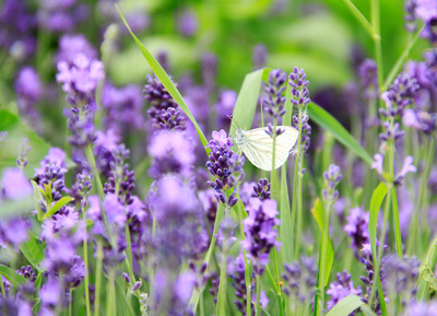 Kleiner Schmetterling