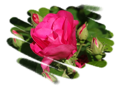Beauty Roses