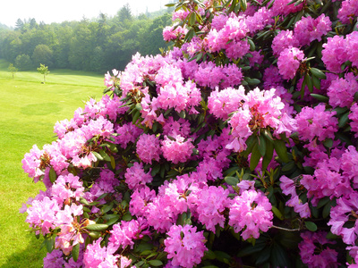 Rhododendron-Blüte_1