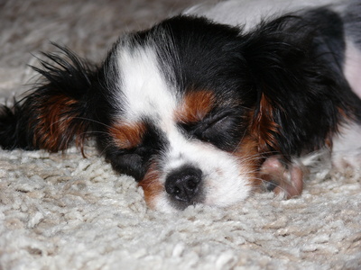 cavalier king charles spaniel