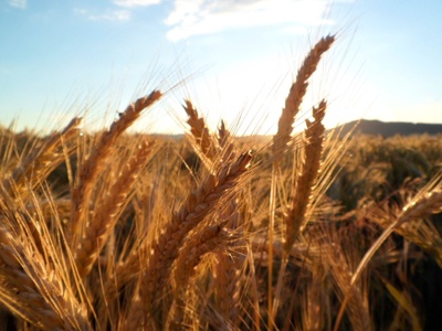 Weizenfeld im Sonnenuntergang