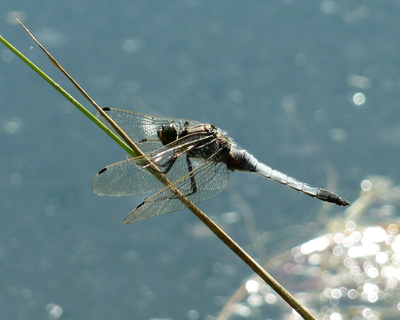 blaue Libelle blaue Libelle