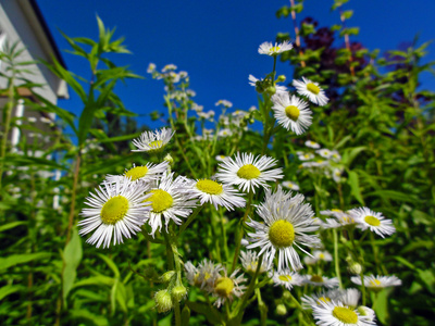 Sommerblumen