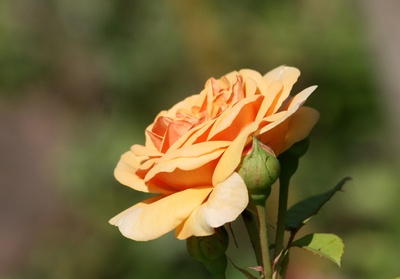 rose in apricot