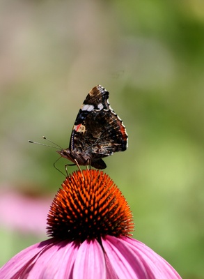 schmetterling geschl. ....admiral...