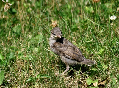 a young sparrow on tour