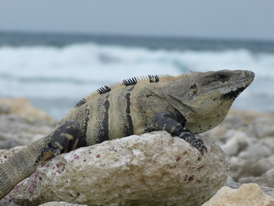 Tiere machen auch Urlaub