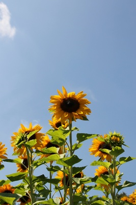 Sommer - Sonne - Sonnenblumen