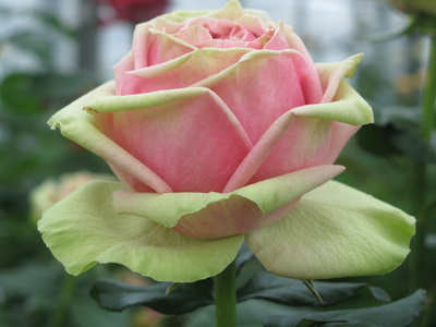 Schöne Farben der Rose