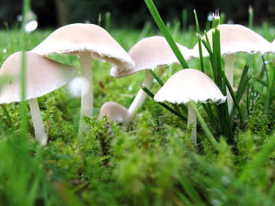 kleine Pilze in der Wiese