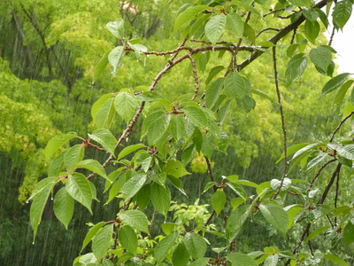 Schnürlesregen am 15.Juli 2012