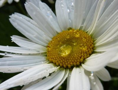 Sommertropfen Sommertropfen