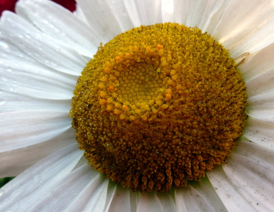 feuchtes Blumenauge feuchtes Blumenauge
