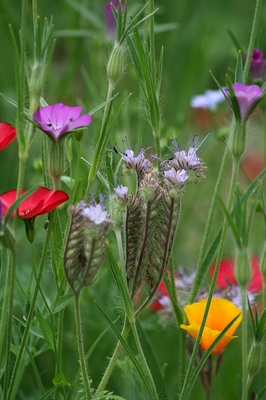 wiesenblumen