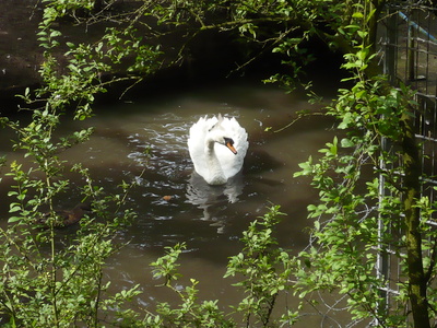 Schwan im Sauerland