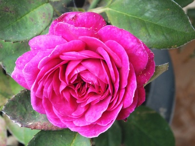 1. Rose erblüht