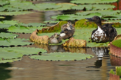 Entenfamilie auf Seerosenblatt