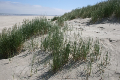 Strand von Langeoog Dünen 1
