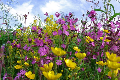 sommerlich bunt