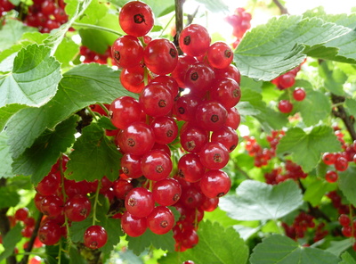 Johannisbeeren Johannisbeeren