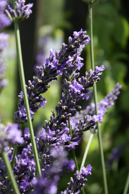 Lavendel1