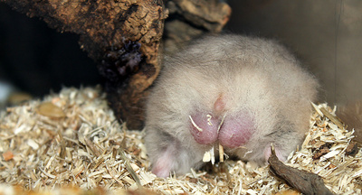 Hamster Popo   :)