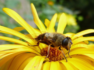fleissige Biene