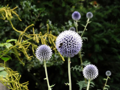 Ein Gruß aus dem Garten ...