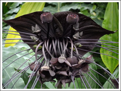 Schwarze Fledermaus-Blume