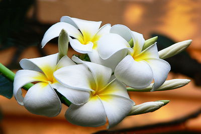 Frangipani - Blüten