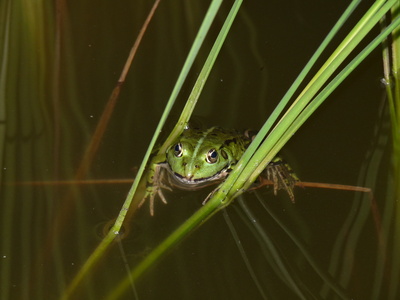 Frosch im Schilf