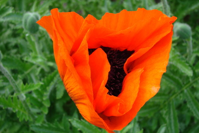 Mohn