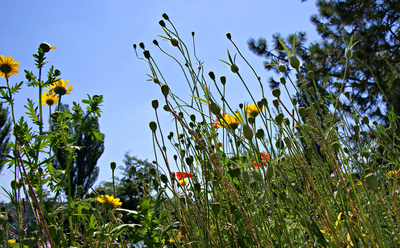 Blumenwiese