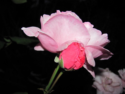 Rose 4