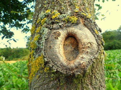 Das Auge des Baumes