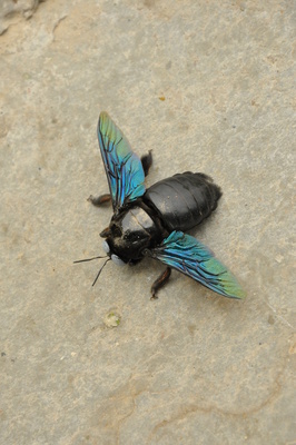 Käfer in Indien