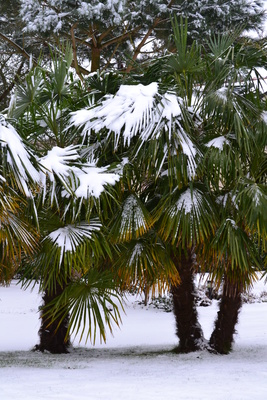 Gartenpalme im Schnee