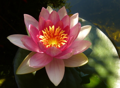 rosarote Seerose rosarote Seerose