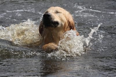 Sammy geht baden Klappe die Zweite