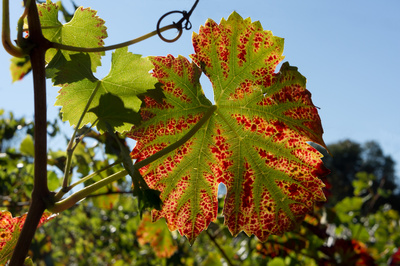 Weinblatt im Herbst