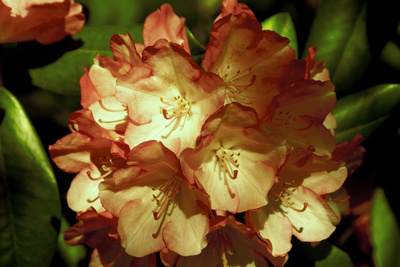Rot-gelber Rhododendron