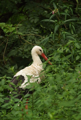 Storch im hohen Gras