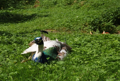 Pfau während einer Siesta