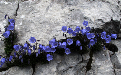 Alpenflora auf dem Pilatus