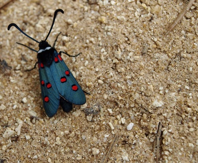 Blauer Schmetterling mit roten Punkten